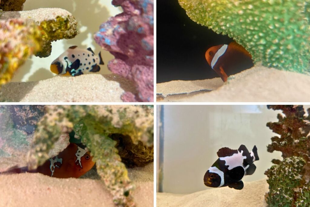 丑丑館のクマノミ博物館で展示されているさまざまな種類のクマノミ